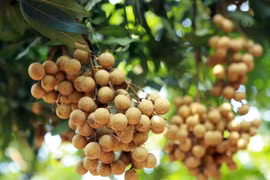 Dozens of tonnes of Vietnamese longan enter Australia over past few weeks