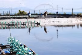 Shrimp exports to surge as year-end demand increase in the offing