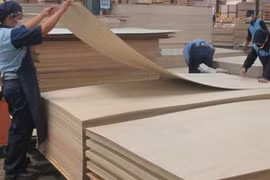 Plywood exports face trade defence risks in US, RoK