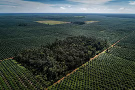Thailand to use blockchain to facilitate palm oil trade