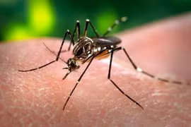 Dengue fever cases in Laos increase