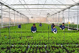 More opportunities for Vietnamese to work seasonally in RoK