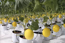 Science and technology to advance agriculture in Ninh Thuan