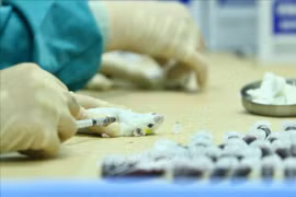 Local COVID-19 candidate vaccine to be trialled on humans from December 17