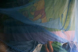 Dengue cases remain high in Singapore