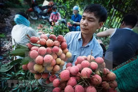 Over 50 businesses, cooperatives join sales of Bac Giang lychee