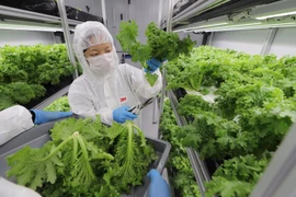 Singapore plans to step up domestic food production