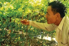 Quang Ngai farmers go organic