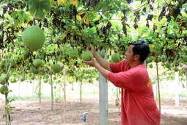 Tra Vinh to grow high-value crops on low-yield rice fields