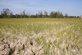 Vietnam Red Cross Society supports drought-affected people