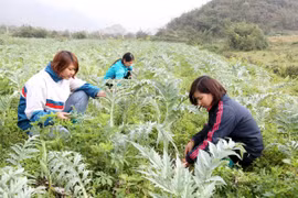 Lao Cai sets sights on boosting medicinal herb sector