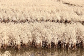 Ca Mau faces severe shortage of irrigation water