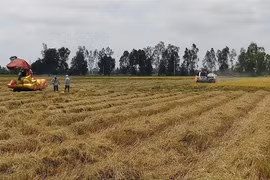 Bac Lieu expands cultivation of world’s best rice varieties