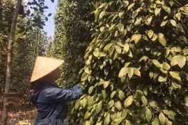 Pepper export turnover hits 385 million USD by mid-July