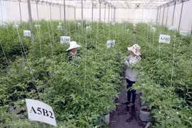 HCM City to invest in agri-food safety plan