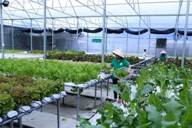 Can Tho moves to enhance efficiency of vital hi-tech urban agricultural models