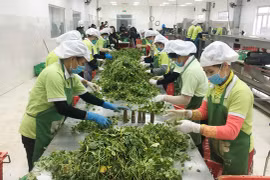 Ample space for boosting exports of processed agricultural products