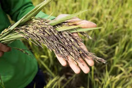 Rice cultivation must ensure domestic supply in spite of difficulties