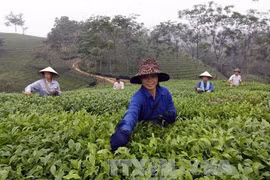 Phu Tho striving to make tea a key agricultural staple