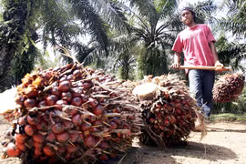 Indonesia’s palm oil exports fall due to pandemic