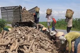 Vietnam’s cassava exports recover in first quarter