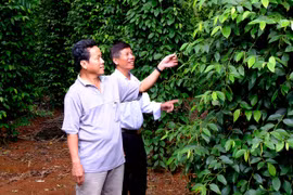 Organic Agriculture Development Project for 2020-2030 adopted