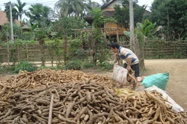 Vietnam sees cassava export reduction in two months