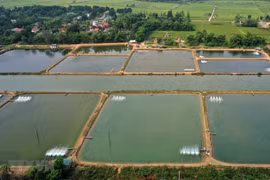 Long An breeds brackish-water shrimp