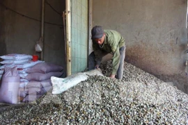 Dutch firm to invest in circular cashew nut production model in Binh Phuoc