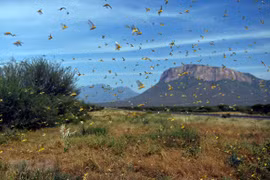Agriculture ministry gears up for possible attack of desert locusts