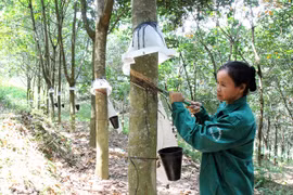 Rubber companies report lower earnings amid falling rubber prices