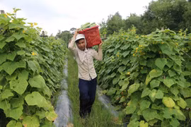 Mekong Delta farmers switch to other crops in response to climate change