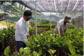 Country’s largest seedling-growing district steps up production