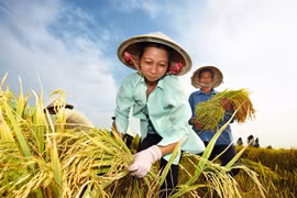 Farmers to get help from Bayer in fight against saltwater-drought, COVID-19