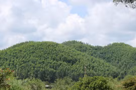 Bac Giang encouraging production forest development