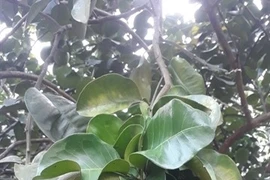 Fruit farms offer rural life experience for tourists