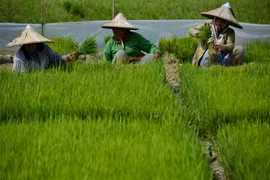 Indonesia to expand farm estates by 10 times of Singapore’s size