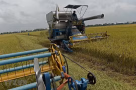 Thailand adjusts rice strategy to improve competitiveness