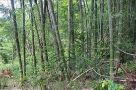 Thanh Hoa home to over 17,000 ha of FSC-certified forests