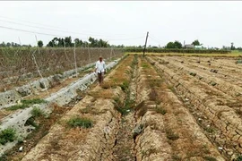 Mekong Delta province faces severe water shortage