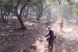 Binh Phuoc farmers see good cashew crop, but lower prices