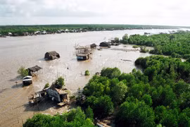 HSBC, WWF Vietnam join hands to recover submerged forests