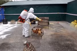 Agriculture ministry requests boosting avian flu fight