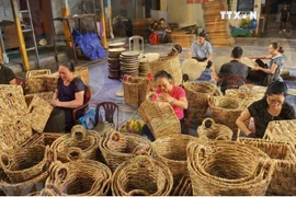 Aquatic plant creates unique handicraft items