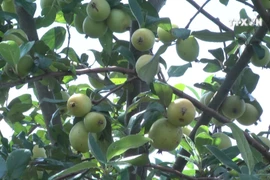 Mu Cang Chai boosts Son Tra apple cultivation