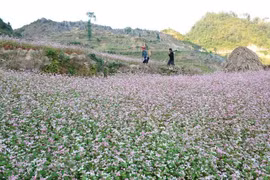 Beauty of Ha Giang