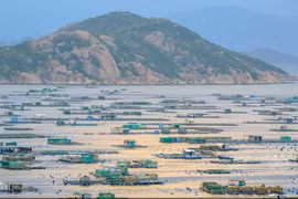 Commercial lobster farming on Binh Ba island