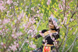 Peach blossoms in Sapa enthral visitors