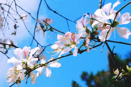 Ban flowers bloom across Dien Bien 