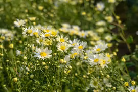  Blossoming daisies charm Hanoians